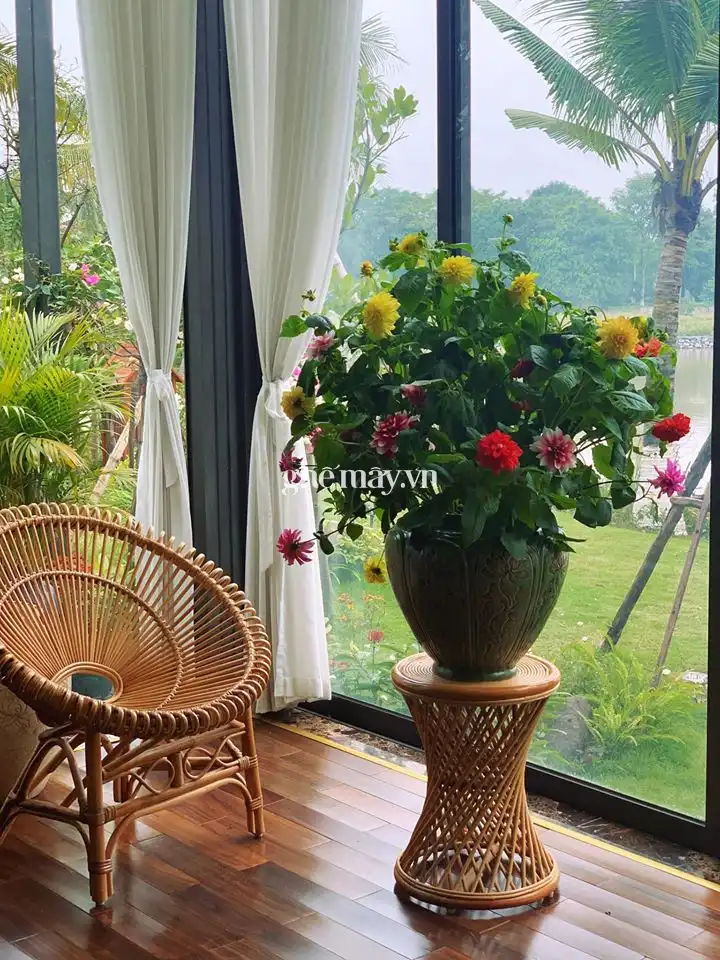 Ghế mây tự nhiên phòng khách
